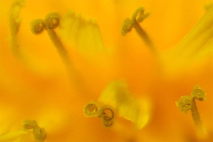 SONY α7RIVとTAMRON 70-180mm F/2.8 Di III VXDを組み合わせて撮影したタンポポの拡大画像