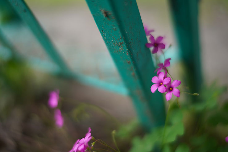 鉄柵に寄り添うように咲く花の画像