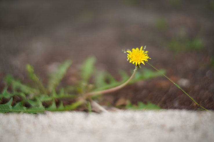 タンポポの花の画像