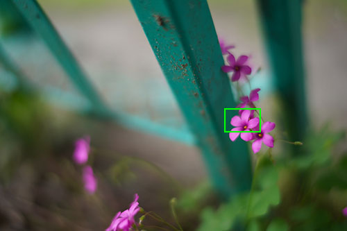 鉄柵に寄り添うように咲く花の画像