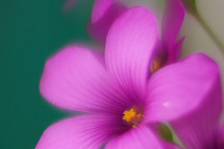 鉄柵に寄り添うように咲く花の拡大画像