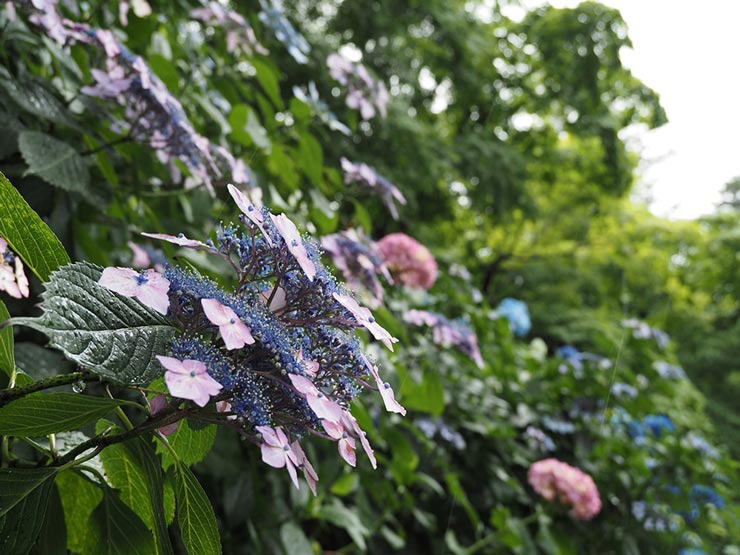 OM-D E-M5 Mark III + M.ZUIKO 12-45mm F4.0 PROで撮影した作例2
