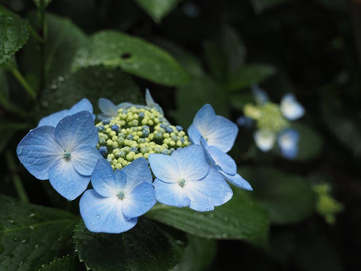 OM-D E-M5 Mark III + M.ZUIKO 12-45mm F4.0 PROで撮影した作例3