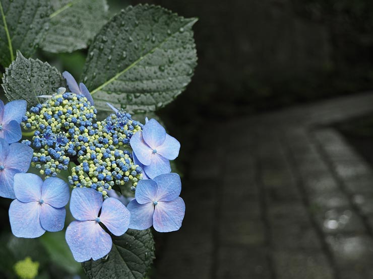 OM-D E-M5 Mark III + M.ZUIKO 12-45mm F4.0 PROで撮影した作例4