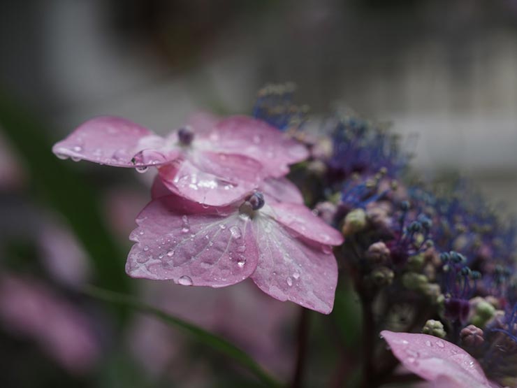 OM-D E-M5 Mark III + M.ZUIKO 12-45mm F4.0 PROで撮影した作例8