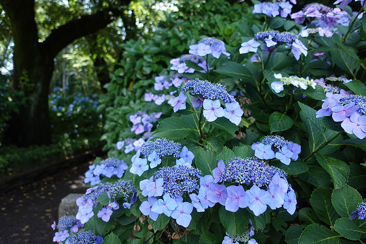紫陽花の画像