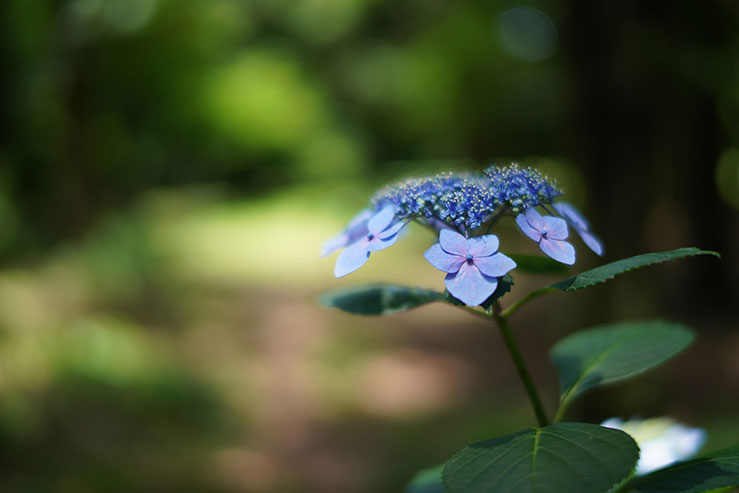 紫陽花の画像