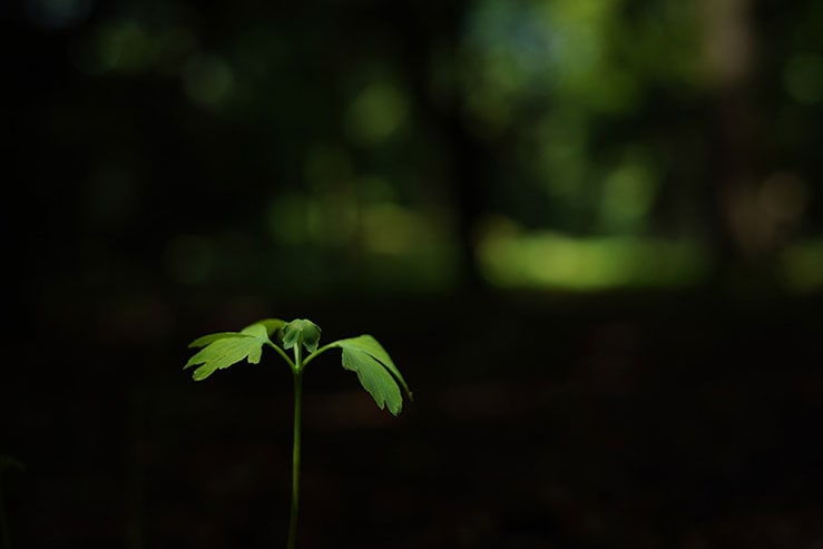 イチョウの若芽の画像