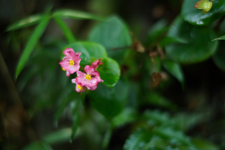 ピンク色の花の画像