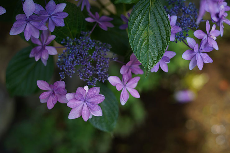 紫色の紫陽花の画像