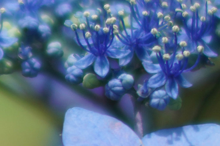 紫陽花の拡大画像