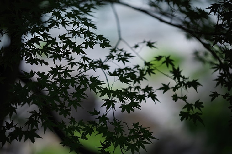 PENTAX K-1 Mark II・RICOH IMAGING HD PENTAX-D FA★85mmF1.4ED SDM AWで撮影した木のシルエットの画像