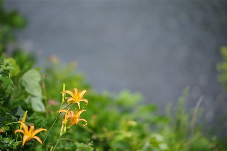 PENTAX K-1 Mark II・RICOH IMAGING HD PENTAX-D FA★85mmF1.4ED SDM AWで撮影した植物とオレンジの花の画像