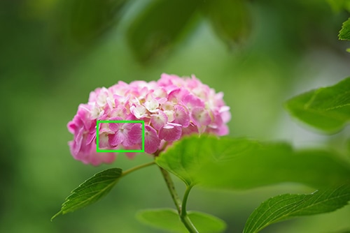 PENTAX K-1 Mark II・RICOH IMAGING HD PENTAX-D FA★85mmF1.4ED SDM AWで撮影したピンクの花の画像