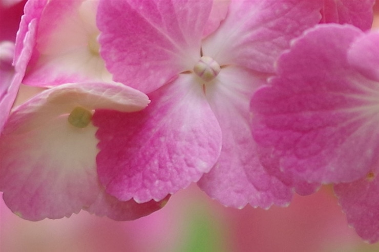 PENTAX K-1 Mark II・RICOH IMAGING HD PENTAX-D FA★85mmF1.4ED SDM AWで撮影したピンクの花の拡大画像