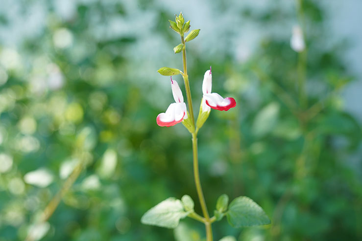 白とピンクの花の画像