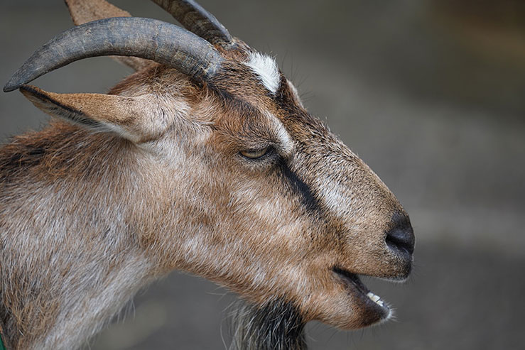 ヒマラヤタールの画像