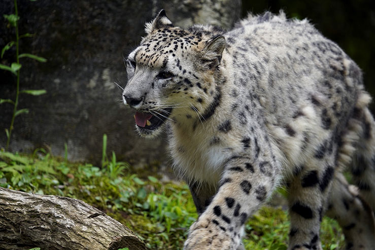 ユキヒョウの画像