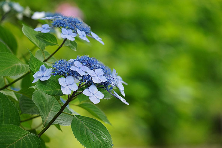紫陽花の画像