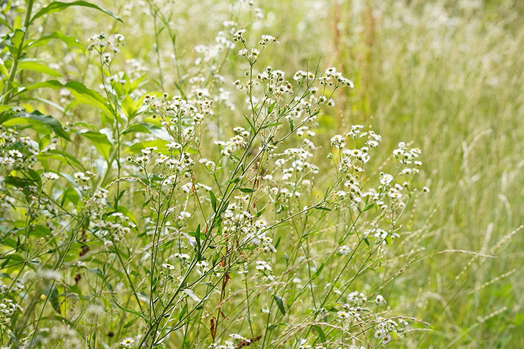 草むらに咲くハルシオンの画像