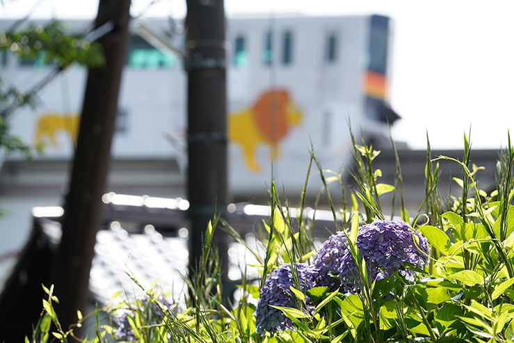 モノレールと紫陽花の画像