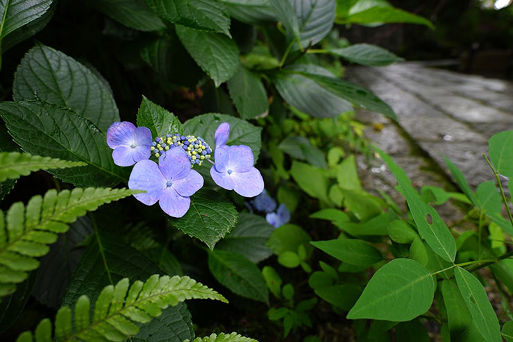 紫陽花の画像