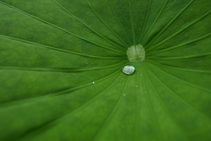 蓮の葉に載った水玉の画像