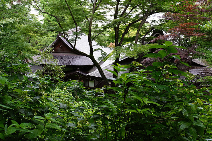 雨の日の木々と建物の画像