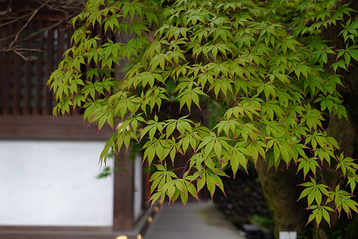 葉の先端がほんのり赤い紅葉の画像