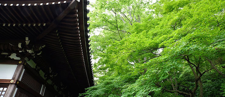 黒い堂の屋根と、燃えるような紅葉の緑の画像