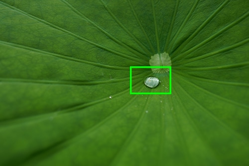 蓮の葉に載った水玉の画像