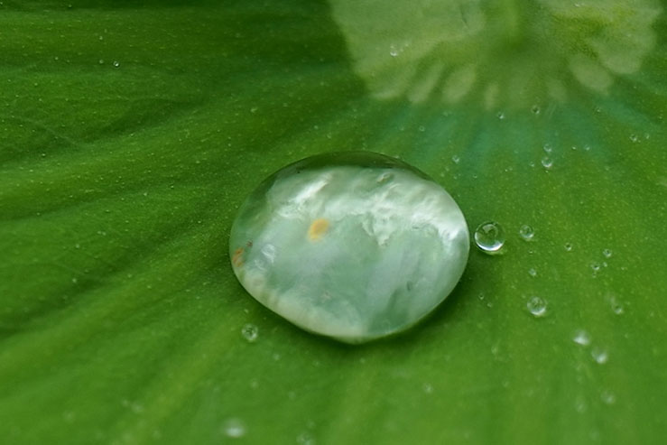 蓮の葉に載った水玉の拡大画像