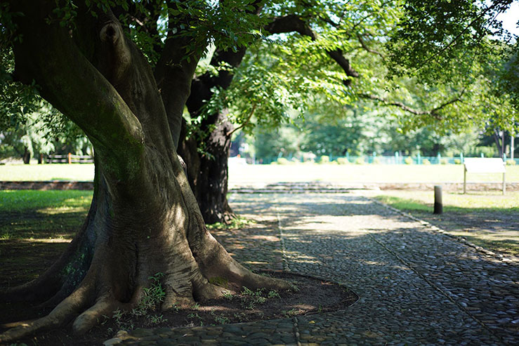 公園内の大きな木の画像