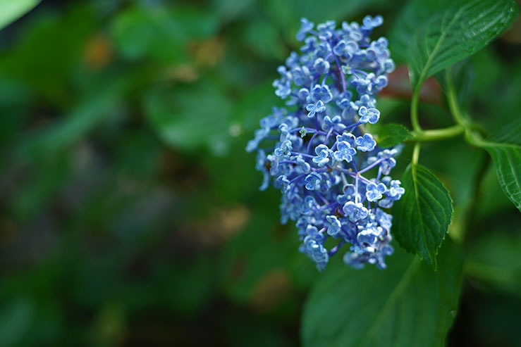 紫陽花の画像