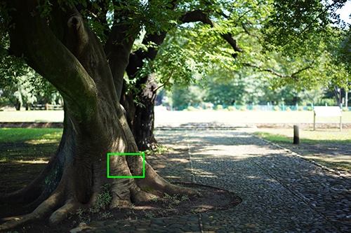 公園内の大きな木の画像