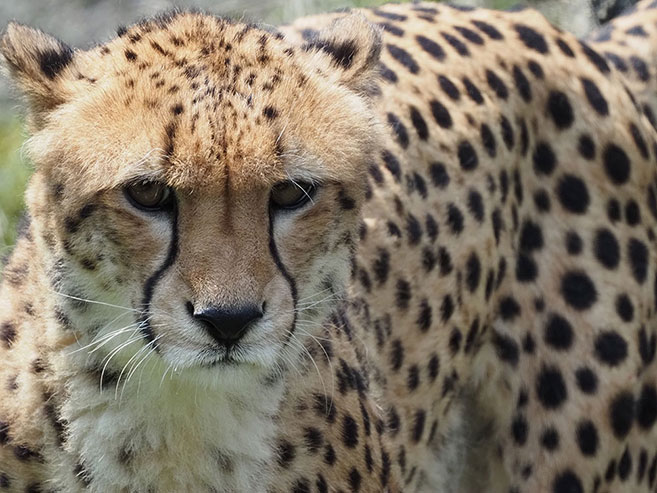 チーターの画像