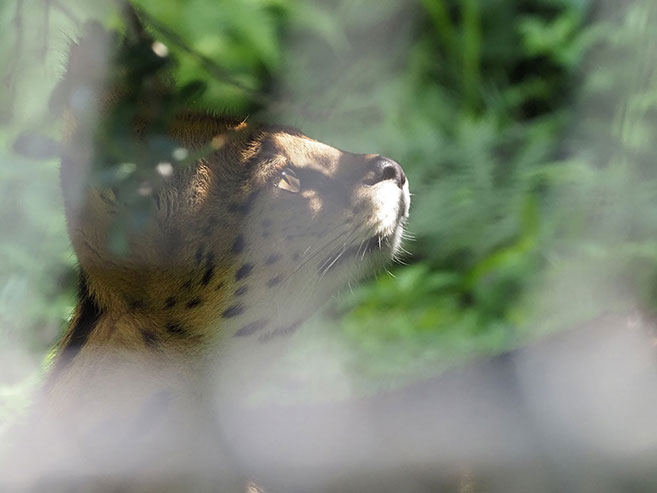 チーターの画像