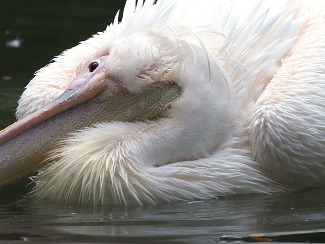 水浴びをするペリカンの画像