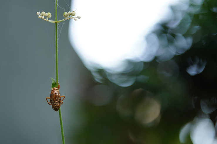 花の茎に付いたセミの抜け殻の画像
