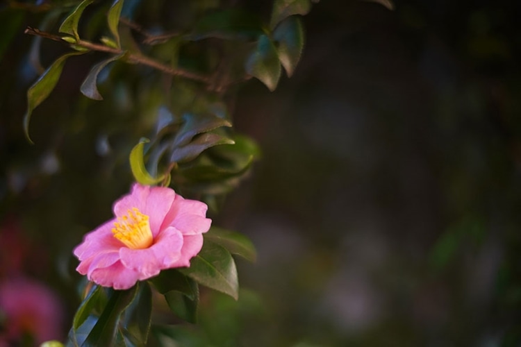 Leica (ライカ) NOCTILUX 50mm F1.2 作例