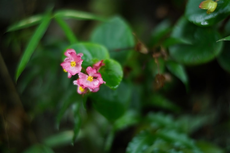 Voigtlander (フォクトレンダー) NOKTON 40mm F1.2 Aspherical SE 作例