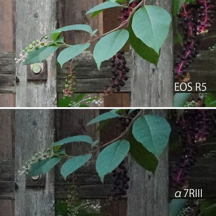 EOS R5 vs α7RIII ノイズ比較（ISO25600）拡大
