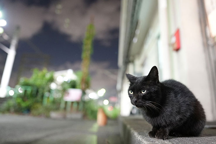 黒い野良猫の画像