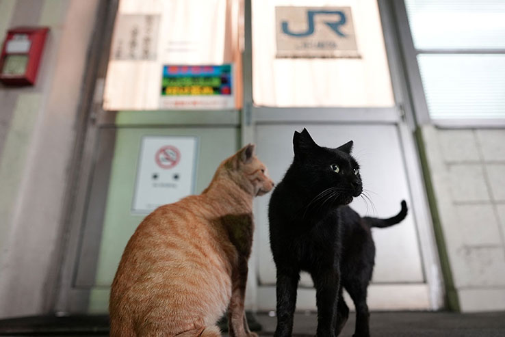 野良猫2匹の画像