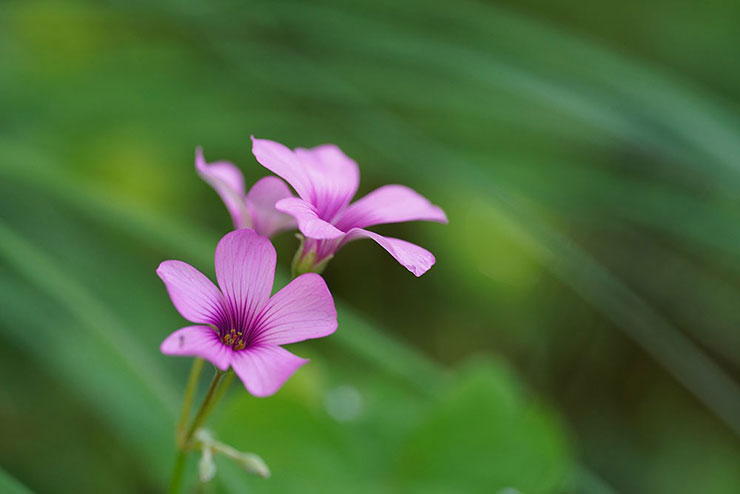 SIGMA 105mm F2.8 DG DN MACRO | Artで撮影した紫の花の画像
