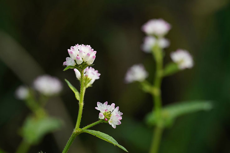 SIGMA 105mm F2.8 DG DN MACRO | Artで撮影した白と紫の花の画像