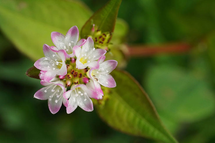 SIGMA 105mm F2.8 DG DN MACRO | Artで撮影した白と紫の花のアップ画像