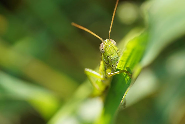 カミソリを超えるか!?SIGMA 105mm F2.8 DG DN MACRO | Art カミソリを超えるか!?SIGMA 105mm F2.8 DG DN MACRO | Art