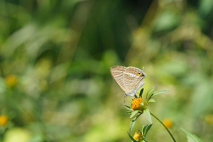 SIGMA 105mm F2.8 DG DN MACRO | Artで撮影した蝶の画像
