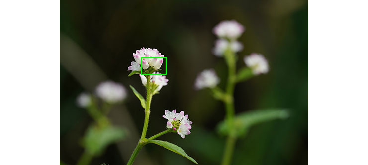 カミソリを超えるか!?SIGMA 105mm F2.8 DG DN MACRO | Art カミソリを超えるか!?SIGMA 105mm F2.8 DG DN MACRO | Art